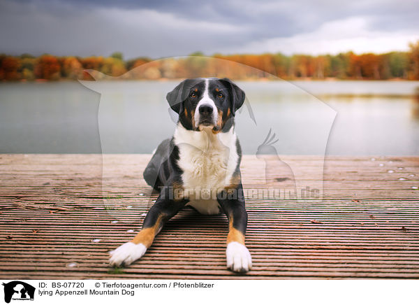lying Appenzell Mountain Dog / BS-07720