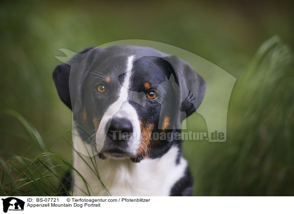 Appenzell Mountain Dog Portrait / BS-07721