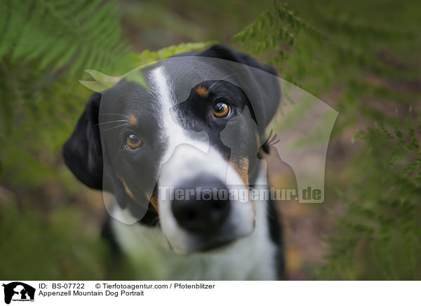 Appenzell Mountain Dog Portrait / BS-07722