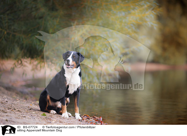 sitting Appenzell Mountain Dog / BS-07724