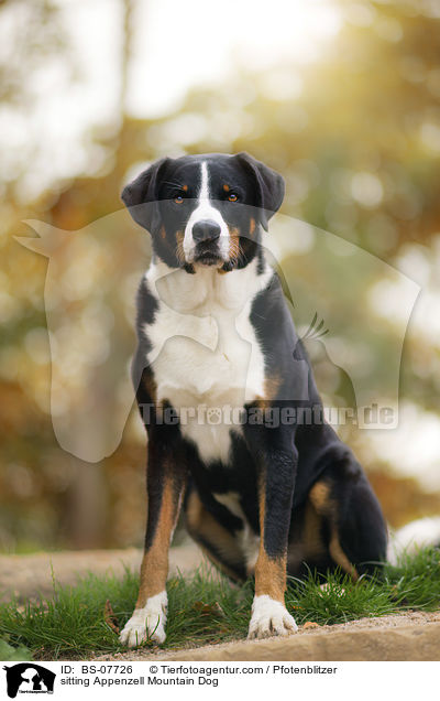 sitting Appenzell Mountain Dog / BS-07726