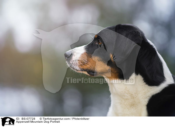 Appenzell Mountain Dog Portrait / BS-07728