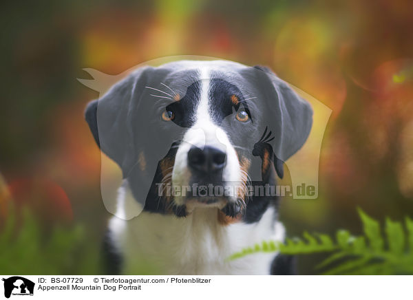 Appenzell Mountain Dog Portrait / BS-07729