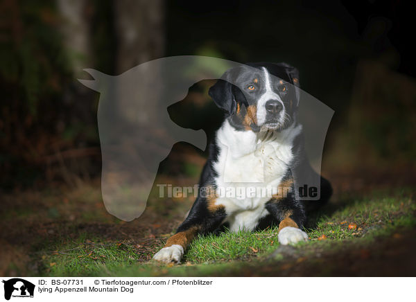 lying Appenzell Mountain Dog / BS-07731