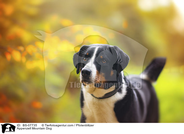 Appenzell Mountain Dog / BS-07735