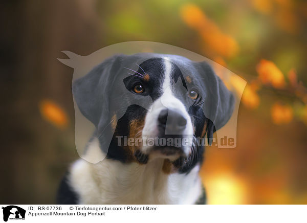 Appenzell Mountain Dog Portrait / BS-07736