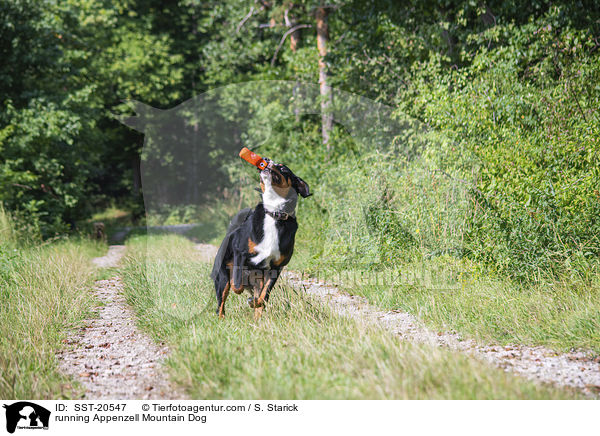 running Appenzell Mountain Dog / SST-20547