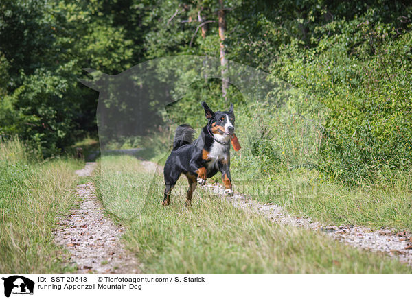 running Appenzell Mountain Dog / SST-20548