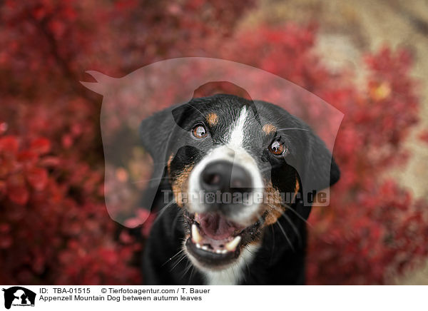 Appenzell Mountain Dog between autumn leaves / TBA-01515