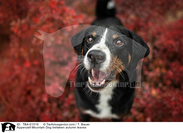Appenzell Mountain Dog between autumn leaves / TBA-01516