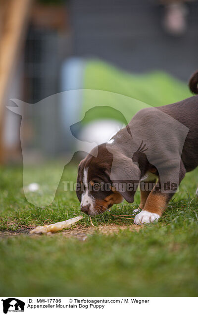 Appenzeller Sennenhund Welpe / Appenzeller Mountain Dog Puppy / MW-17786