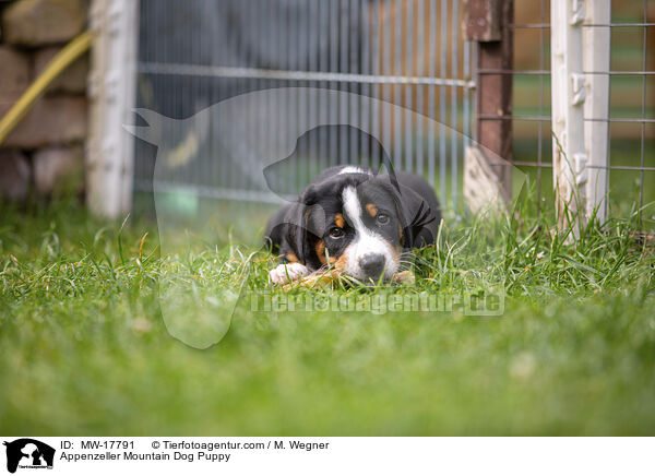 Appenzeller Sennenhund Welpe / Appenzeller Mountain Dog Puppy / MW-17791