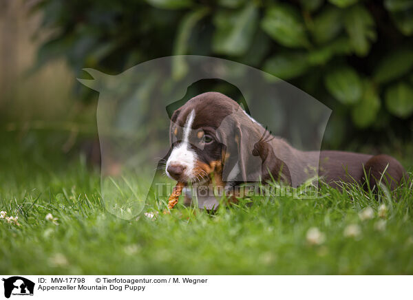 Appenzeller Sennenhund Welpe / Appenzeller Mountain Dog Puppy / MW-17798