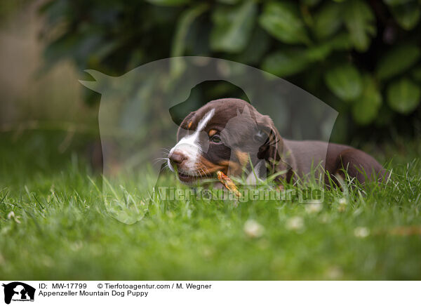 Appenzeller Mountain Dog Puppy / MW-17799