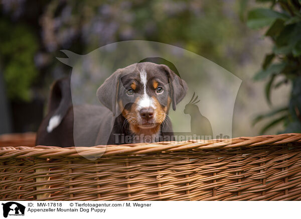 Appenzeller Mountain Dog Puppy / MW-17818