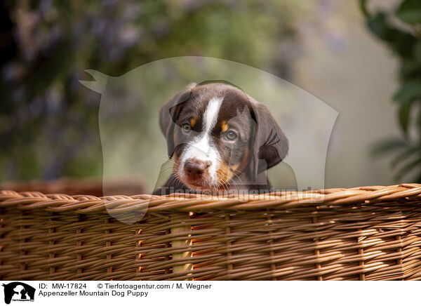 Appenzeller Mountain Dog Puppy / MW-17824