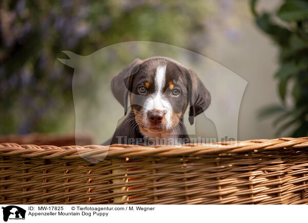Appenzeller Mountain Dog Puppy / MW-17825