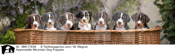 Appenzeller Mountain Dog Puppies / MW-17838