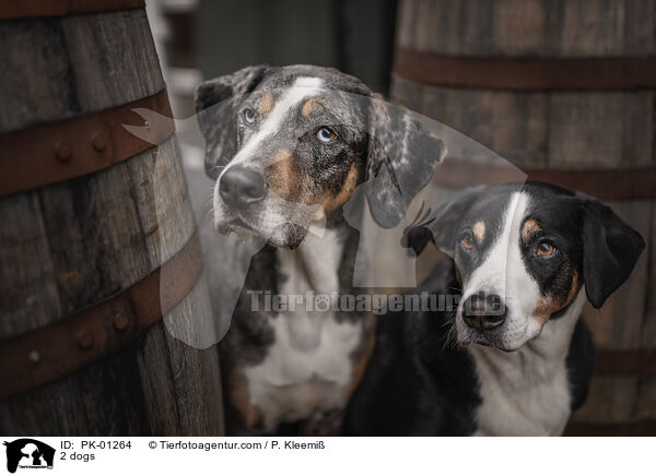 2 Hunde / 2 dogs / PK-01264