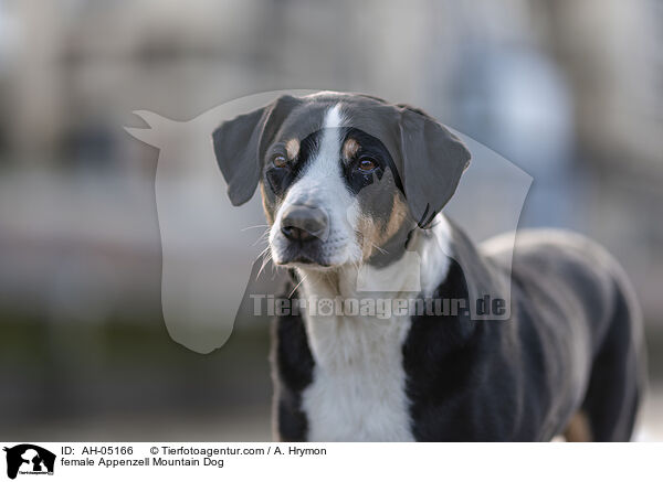 female Appenzell Mountain Dog / AH-05166
