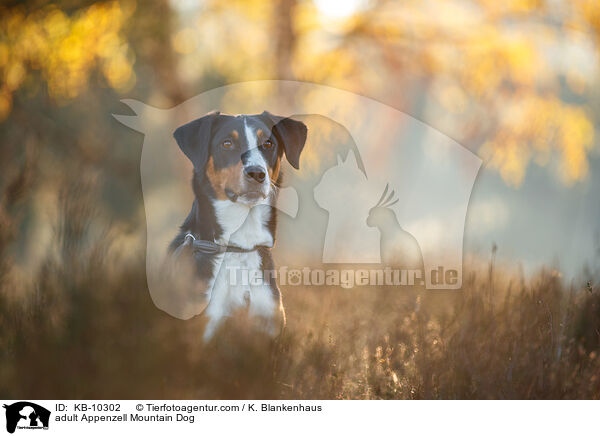 adult Appenzell Mountain Dog / KB-10302
