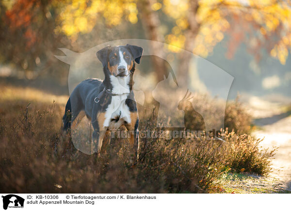 adult Appenzell Mountain Dog / KB-10306