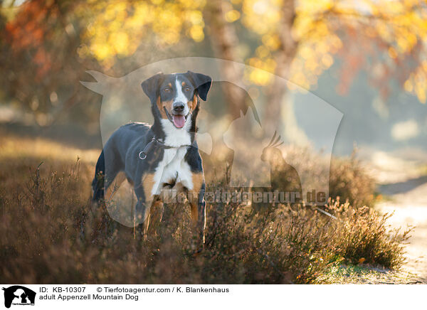 adult Appenzell Mountain Dog / KB-10307