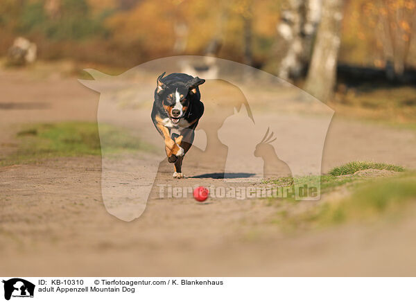 adult Appenzell Mountain Dog / KB-10310