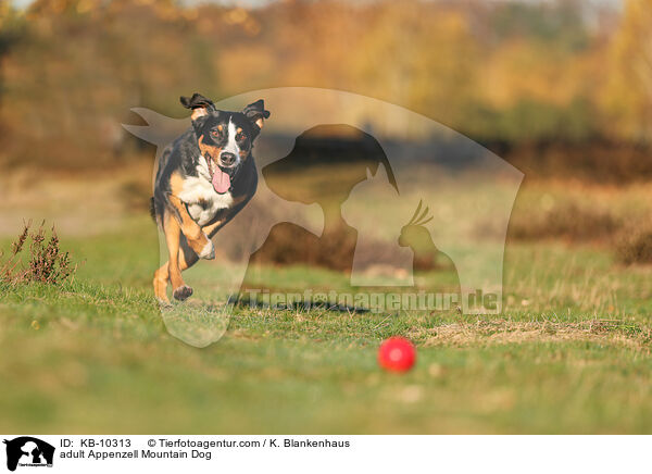 ausgewachsener Appenzeller Sennenhund / adult Appenzell Mountain Dog / KB-10313