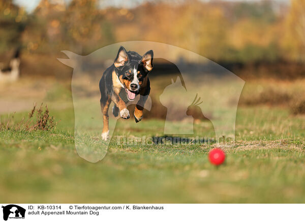 adult Appenzell Mountain Dog / KB-10314