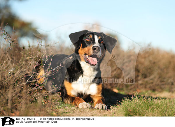 adult Appenzell Mountain Dog / KB-10318