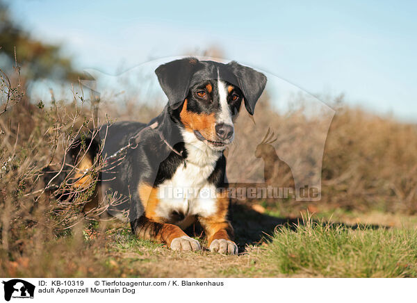ausgewachsener Appenzeller Sennenhund / adult Appenzell Mountain Dog / KB-10319