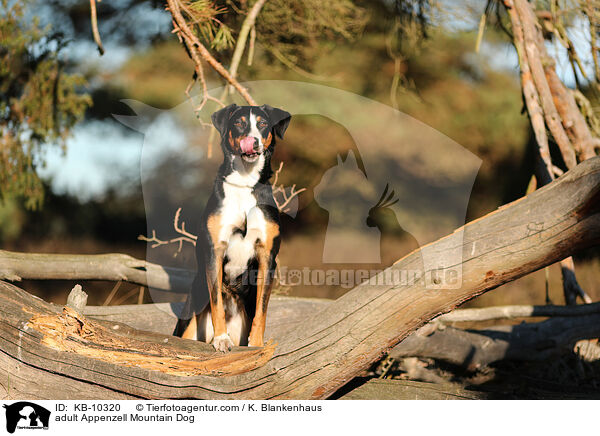 ausgewachsener Appenzeller Sennenhund / adult Appenzell Mountain Dog / KB-10320