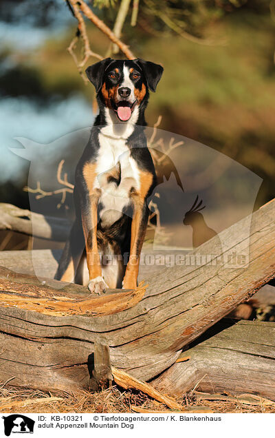 adult Appenzell Mountain Dog / KB-10321