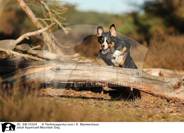 ausgewachsener Appenzeller Sennenhund / adult Appenzell Mountain Dog / KB-10324