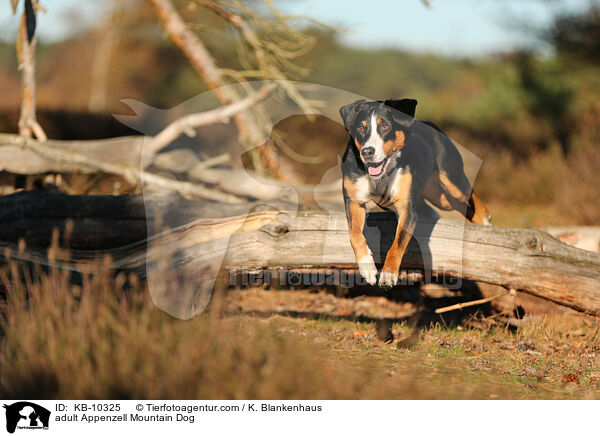 ausgewachsener Appenzeller Sennenhund / adult Appenzell Mountain Dog / KB-10325