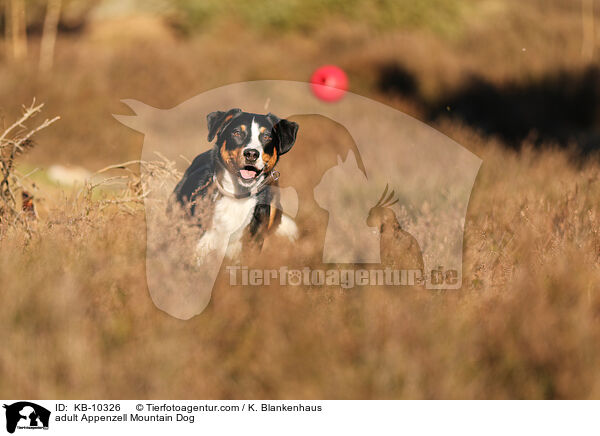 ausgewachsener Appenzeller Sennenhund / adult Appenzell Mountain Dog / KB-10326