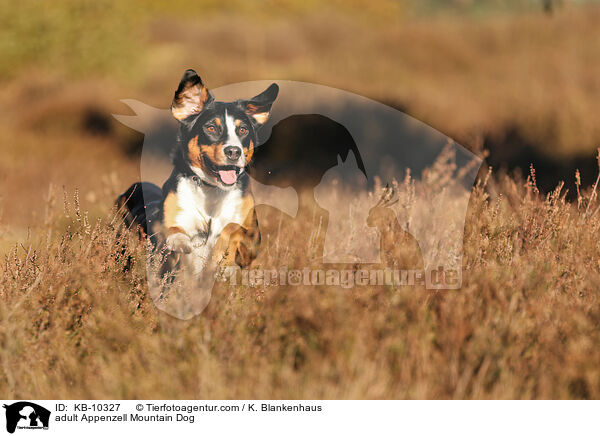 ausgewachsener Appenzeller Sennenhund / adult Appenzell Mountain Dog / KB-10327