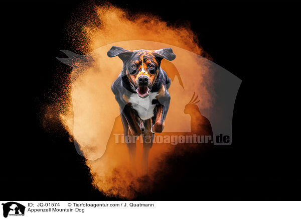 Appenzeller Sennenhund / Appenzell Mountain Dog / JQ-01574