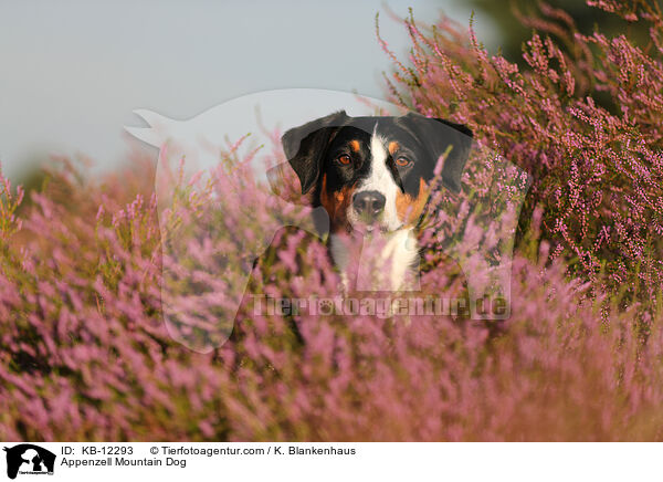 Appenzeller Sennenhund / Appenzell Mountain Dog / KB-12293