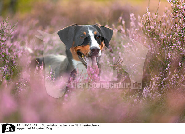 Appenzeller Sennenhund / Appenzell Mountain Dog / KB-12311