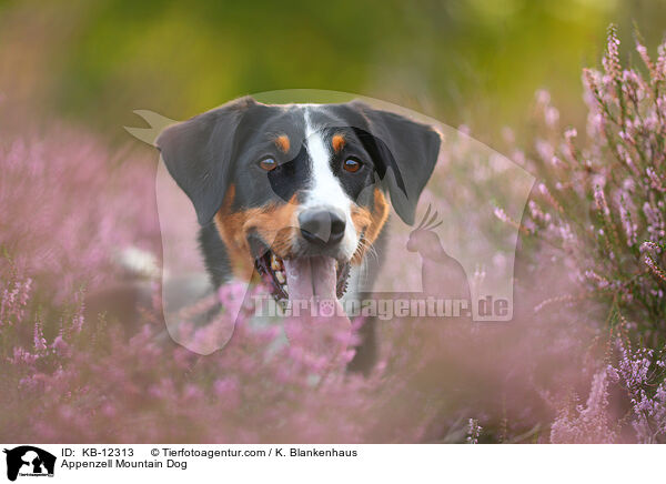Appenzeller Sennenhund / Appenzell Mountain Dog / KB-12313