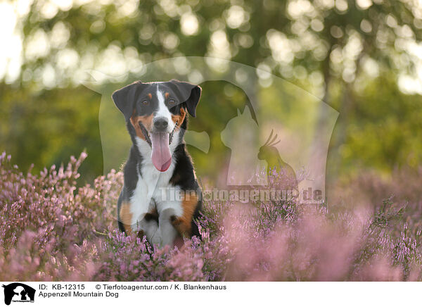 Appenzell Mountain Dog / KB-12315