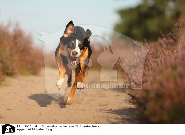 Appenzeller Sennenhund / Appenzell Mountain Dog / KB-12334