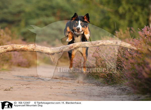 Appenzeller Sennenhund / Appenzell Mountain Dog / KB-12367