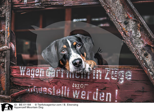 Appenzeller Sennenhund / Appenzell Mountain Dog / BE-01188