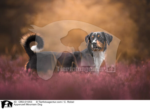 Appenzeller Sennenhund / Appenzell Mountain Dog / CRO-01053