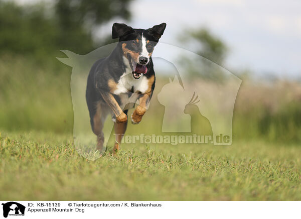 Appenzeller / Appenzell Mountain Dog / KB-15139