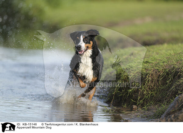 Appenzeller / Appenzell Mountain Dog / KB-15146