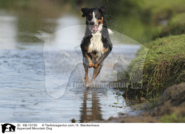 Appenzell Mountain Dog / KB-15150